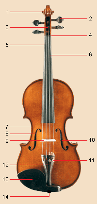 Violina i oznake njenih delova